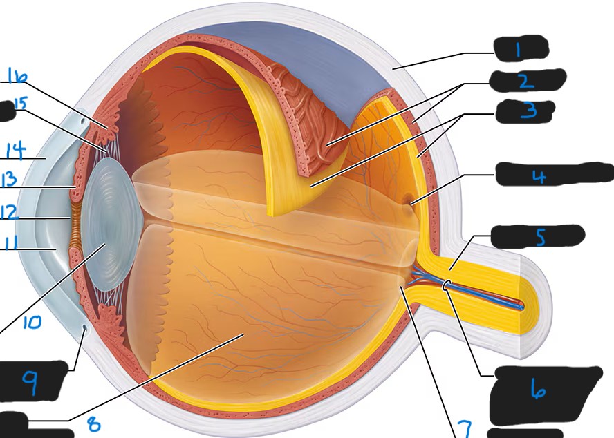 <p>central artery and vein of the retina</p>