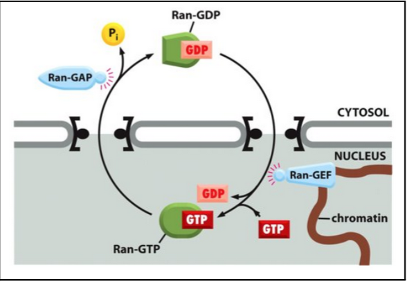 <ul><li><p><span style="background-color: transparent; font-family: "Times New Roman", serif;"><span>Translocation through the pore is not energy-dependent. The cargo passes through the pore with the assistance of importings. However, the whole import cycle needs the hydrolysis of GTP (but this is not to produce energy per se).</span></span></p></li><li><p><span style="background-color: transparent; font-family: "Times New Roman", serif;"><span>The driving force for transport depends on the gradient of Ran-GTP</span></span></p><ul><li><p><span style="background-color: transparent; font-family: "Times New Roman", serif;"><span>The gradient of Ran-GTP is made because of the preferential location of Ran-GEF and Ran-GAP</span></span></p></li></ul></li><li><p><span style="background-color: transparent; font-family: "Times New Roman", serif;"><span>These two regulatory proteins trigger the conversion between the 2 states:</span></span></p><ul><li><p><span style="background-color: transparent; font-family: "Times New Roman", serif;"><span>A GTPase-activating protein (Ran-GAP) triggers GTP hydrolysis</span></span></p></li><li><p><span style="background-color: transparent; font-family: "Times New Roman", serif;"><span>A GTP exchange factor (Ran-GEF) promotes the exchange of GDP to GTP</span></span></p></li></ul></li><li><p><span style="background-color: transparent; font-family: "Times New Roman", serif;"><span>Ran-GAP is preferentially located in the cytosol, and Ran-GEF is located in the nucleus.​</span></span></p></li><li><p><span style="background-color: transparent; font-family: "Times New Roman", serif;"><span>Ran-GAP:&nbsp; GTP hydrolysis activating protein​</span></span></p></li><li><p><span style="background-color: transparent; font-family: "Times New Roman", serif;"><span>Ran-GEF: GTP exchange factor protein​</span></span></p></li></ul><p></p>