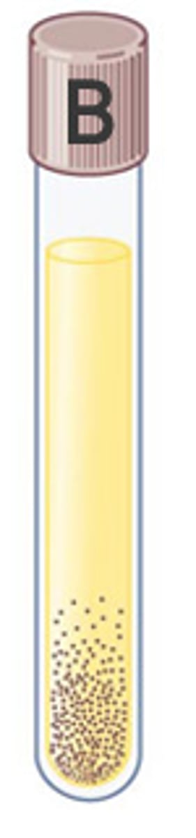 <p>cannot grow in the presence of oxygen</p><p>use fermentation to get energy</p>