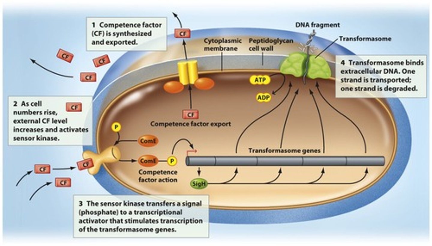 <p>Taking up free DNA from the environment into bacterial cells, a property inherent to many bacterial species.</p>