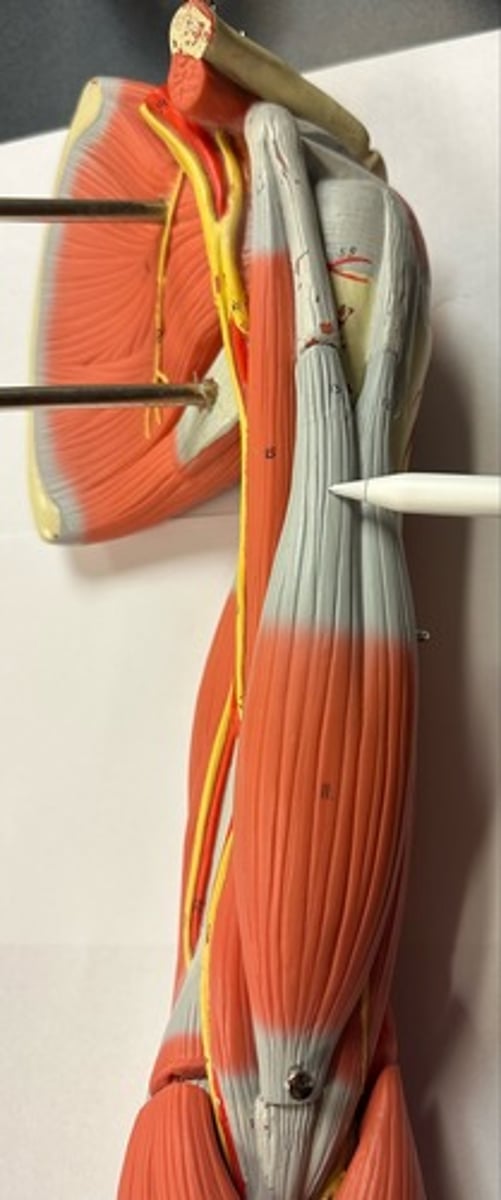 <p>What are the (2) attachments of the Biceps Brachii (Short Head)?</p>