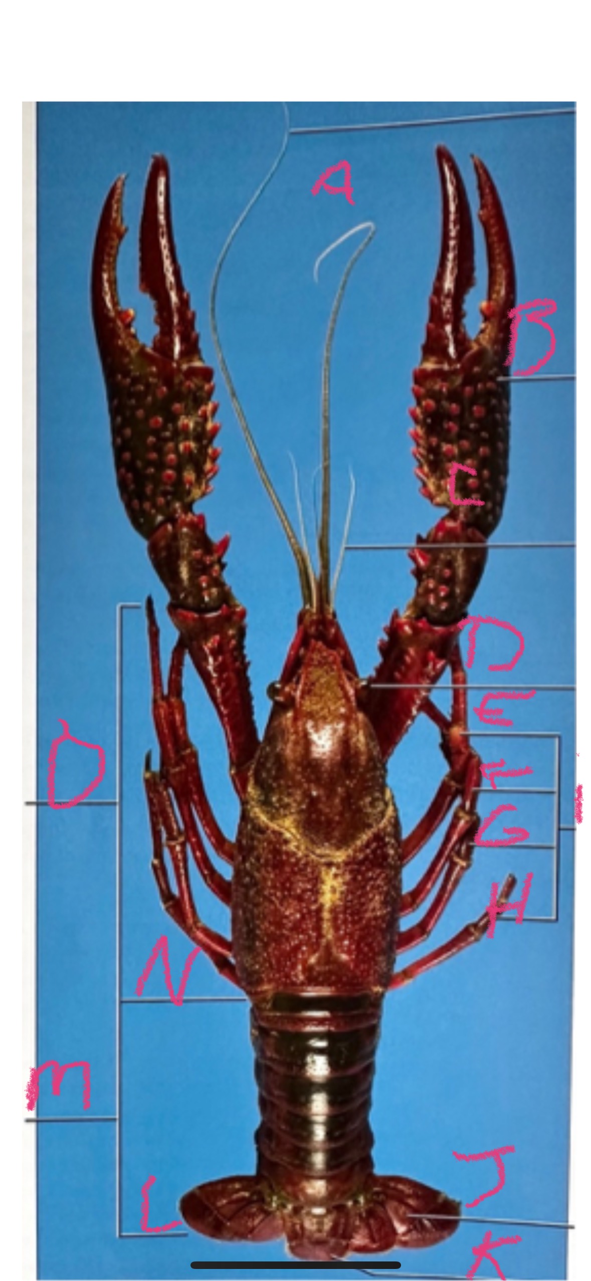 <p>What is B and it’s function </p>