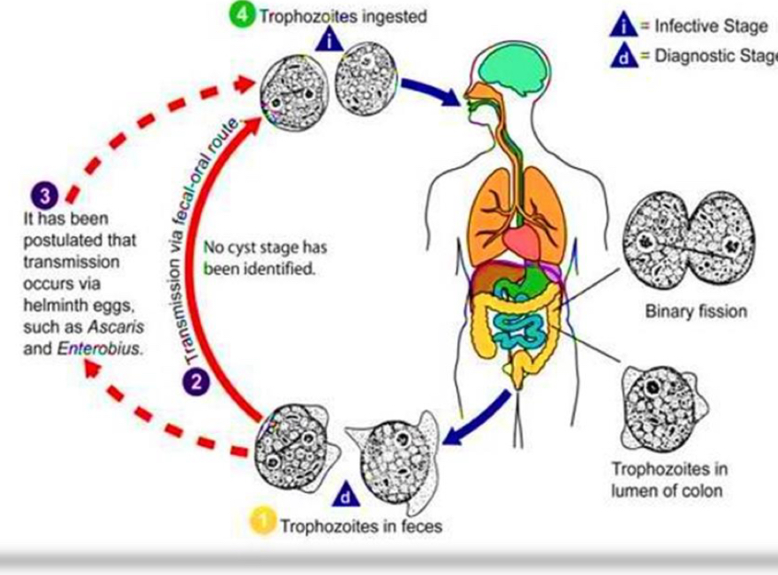 <p>Life cycle?</p>