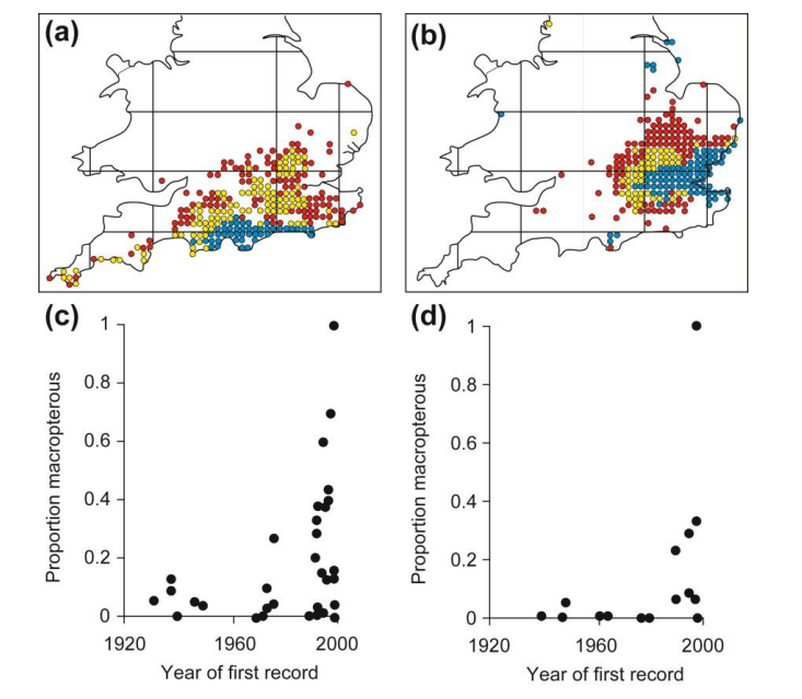 <p><strong><u>Juvenile White Sharks</u> are unprecedentedly becoming increasingly sighted in the generally central California (MONTEREY BAY), they typically remain the warmer waters of the Southern California Current</strong></p><ul><li><p><span style="color: red"><strong>Moving UP into CENTRAL California from So-Cal</strong></span></p></li></ul><ul><li><p>Southern California (historic habitat) has become too warm for juvenile white sharks, while central California (which was historically too cool) has warmed to a more suitable temperature, matching what Southern California once was.</p></li><li><p>Juvenile white sharks are being overwhelmingly spotted compared to adult white sharks because juveniles are affected by warming waters because they have <strong>narrower thermal tolerance ranges</strong> THAN ADULTS, making them more likely to shift their habitat as temperatures change.</p></li><li><p><span style="color: blue"><strong><u>OVERFILLING</u></strong></span></p></li></ul><p></p><p><strong><u>They are shifting poleward as the thermally suitable habitat for juvenile white sharks continues to shrink </u>(</strong><span style="color: rgb(14, 214, 210)"><strong>GRAPH 1</strong></span><strong>)</strong></p><ul><li><p>The <span style="color: blue">cold range edge migrated poleward</span> during the 2013-2016 North Pacific Heatwave (Ze Blob)</p></li><li><p>Too cold cut off becomes even smaller as cold edge migrates POLEWARDS</p></li></ul><p></p><p><strong><u>Edith’s Checkerspot Butterfly (Euphydryas Editha)</u></strong></p><ul><li><p>Southern populations of Edith’s Checkerspot Butterfly (ECB) are becoming <span style="color: yellow">EXTINCT </span>(shaded squares) more frequently than northern and montane populations</p><ul><li><p>As such, this has resulted in a NORTHWARD and UPSLOPE range shift</p></li><li><p>Southern ECBs dying moving north and up in a <span style="color: green"><strong><u>range shift</u></strong></span></p></li></ul></li></ul><p></p><p><strong><u>Shifting Krill in Southern Oceans of Antarctica</u></strong></p><ul><li><p>Krill abundance is <span style="color: red"><strong>DECREASING </strong></span>in areas bordering Antarctica whereas salp plankton densities are INCREASING</p></li><li><p>Krill depend on ice algae for summer population growth</p></li><li><p>WARMING temperatures resulting in DECREASING sea ice due to climate change REDUCES algal density thus DEPRESSING krill populations</p><ul><li><p>Averaging up to and over a twofold decrease</p></li></ul></li><li><p><span style="color: green"><strong>Salps fill in the gap by increasing in their place</strong></span></p><ul><li><p><span style="color: green"><strong>Averaging up to and over a twofold increase</strong></span></p></li></ul></li><li><p>These changes have had profound impacts on food webs in the southern oceans.</p></li><li><p><em>Krill live on ice algae, ice melts, algae die, krill die, salp plankton takes advantage and fills gap EXPANDING population</em></p></li><li><p><strong>Less Competition for Food</strong> – Krill and salps both feed on phytoplankton. When krill populations drop due to <strong>loss of ice algae</strong>, there is less competition for available food, allowing salps to thrive.</p></li><li><p><strong>Warmer Water Favors Salps</strong> – Salps reproduce rapidly and prefer warmer conditions, while krill rely on cold, ice-dependent ecosystems. As <strong>climate change reduces sea ice</strong>, salps gain an advantage.</p></li><li><p><strong>Different Feeding Strategies</strong> – Krill selectively graze on larger phytoplankton and ice algae, while salps efficiently filter-feed on a wider range of particle sizes, including smaller phytoplankton that krill might not target as much.</p></li></ul><p></p><p><strong><u>Large-Winged Forms experiencing range EXPANSIONS</u> (</strong><span style="color: rgb(11, 213, 239)"><strong>GRAPH 2</strong></span><strong>)</strong></p><ul><li><p>Insects have longer wings in expanding range margins</p></li><li><p>The (CBC) Conehead Bush Cricket (<strong><u>a</u></strong>) and (RBC) Roesel’s Bush Cricket (<strong><u>b</u></strong>) have undergone recent EXPANSIONS due to climate change</p><ul><li><p><span style="color: blue">BLUE circles</span>: Historical range</p></li><li><p><span style="color: yellow">YELLOW</span> and <span style="color: red">RED </span>circles: Denoting progressive EXPANSION in these species</p></li></ul></li><li><p>In these expanding populations (<span style="color: yellow"><strong>yellow </strong></span><strong>and </strong><span style="color: red"><strong>red </strong></span><strong>circles</strong>), <strong>long-winged individuals</strong> are more common because <span style="color: green"><strong>longer wings improve dispersal ability</strong>, allowing them to travel further and colonize new habitats.</span></p><p></p></li></ul><p><u>Long-Winged Trait is </u><strong><u>Advantageous at the Range Margins</u></strong></p><ul><li><p><strong>Range Margins:</strong></p><ul><li><p><strong>The outer boundaries of a species’ geographic distribution) (<u>c &amp; d</u></strong>), where conditions are changing and new territories are being established.</p></li><li><p>Flying/jump abilities favorable for enemy lines so you can jump back at any time</p></li></ul></li></ul><ul><li><p>For species like crickets with <strong>longer wings</strong>, it’s advantageous to live at range margins because <span style="color: green"><strong>long wings</strong> enable them to <strong>disperse more easily</strong> and move to new, more favorable habitats if conditions become too harsh </span>(e.g., too warm or dry).</p></li><li><p>In range margins, where environmental conditions can be <strong>more variable or unpredictable</strong>, being able to fly away to find better conditions can enhance their <strong>survival and reproduction</strong>.</p></li><li><p>Essentially, long wings act as a <strong>tool for colonization</strong> and <strong>escape</strong>, helping them adjust to changing climates or other environmental pressures.</p></li></ul><p></p><p><strong><u>Diatom diversity has INCREASED in Arctic Lakes</u></strong></p><ul><li><p>This is owed to warming during the second half of the 20th century</p></li><li><p>An increase in diversity in sampled lakes is indicated for the arctic and in more detail for FOUR REGIONS with especially rich records for the insets</p><ul><li><p><strong><u>FES LQ</u></strong></p><ol><li><p>Fennoscandia</p></li><li><p>Ellesmere Island</p></li><li><p>Svalbard</p></li><li><p>Labrador &amp; Quebec</p></li></ol></li></ul></li></ul><p></p>