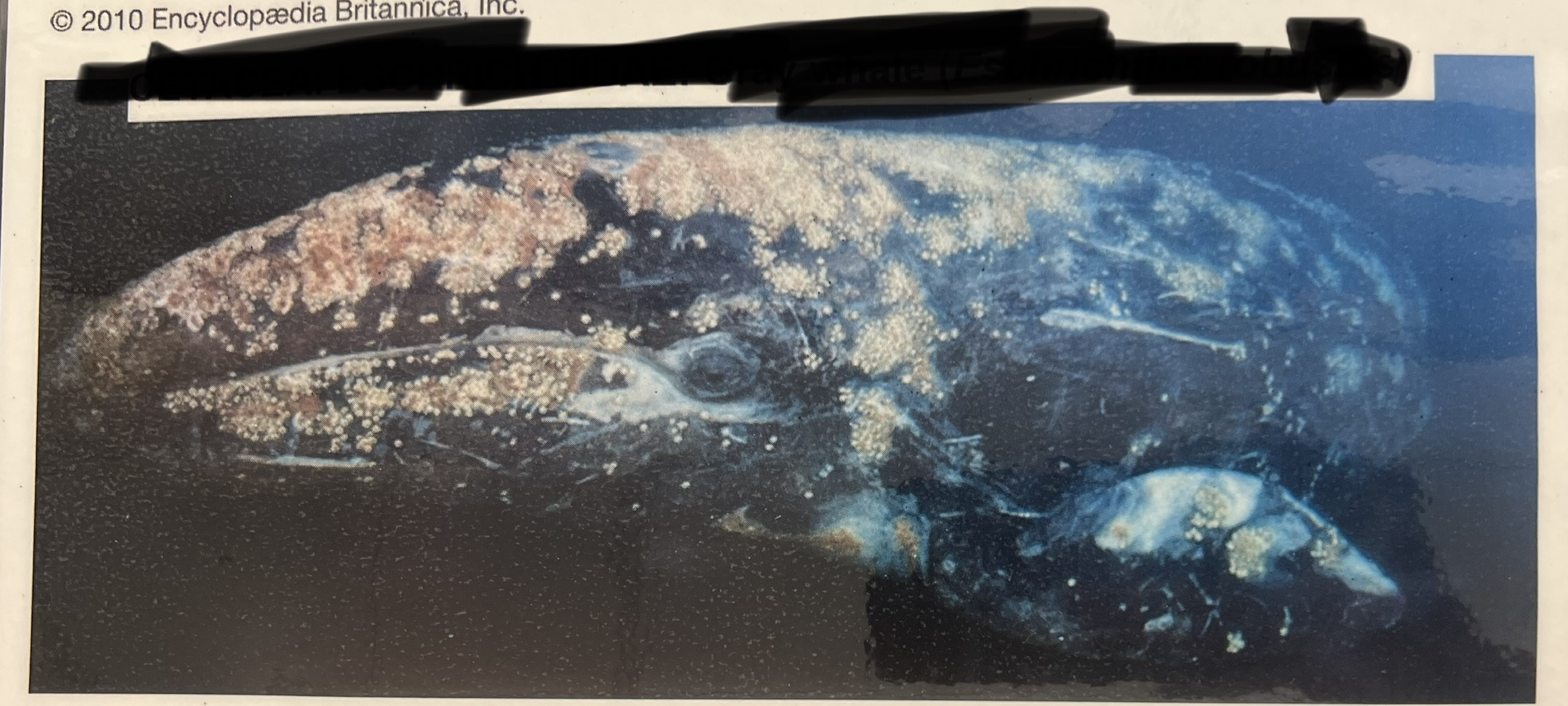 <p>Order, Suborder, Infraorder, Parvorder, Family, Genus, and Species?</p>