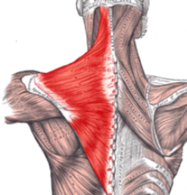 <p>what muscle is this?</p>