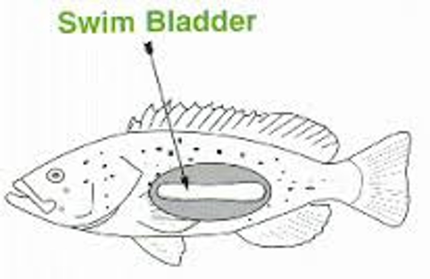 <p>swim bladder used for buoyancy control</p>