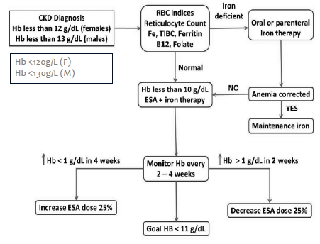 <ul><li><p>Anaemia common in CKD</p><ul><li><p>Due to reduced EPO synthesis</p></li><li><p>Reduced absorption of iron</p></li><li><p>Resistance to the action of erythropoietin stimulating agents (ESA)</p></li></ul></li><li><p>Targets:</p><ul><li><p>Hb 100-115g/L</p></li><li><p>Prior to commencing erythropoietin stimulating agents (ESA), trial of iron supplementation is recommended maintaining transferrin saturation (TSAT) &gt;20% and ferritin between &gt;100 μg/L</p></li><li><p>Once ESA commenced, maintain: Ferritin 200-500 μg/L; TSAT 20-30%</p></li></ul></li><li><p>Treatment can decrease morbidity/mortality, reduce LV hypertrophy, increase exercise tolerance, increase QOL</p></li><li><p>May sometimes respond to Fe infusions, but commonly managed using ESA</p><ul><li><p>Use ESA cautiously- higher Hb levels associated with increased risk of cancer, death, cardiovascular events, and hospitalisation for CHF</p></li><li><p>Hb should not exceed 130 g/L (increased risk of CV events)</p></li><li><p>Note: AMH recommends not to exceed 120g/L</p></li><li><p>TREAT (Trial to reduce cardiovascular events with Aranesp Therapy) failed to show a benefit in outcomes, but treatment with ESAs was associated with increased stroke (NEJM 2009;361)</p></li></ul></li><li><p>Most patients using ESA will also require Fe, and potentially folate and/or B12</p><ul><li><p>Ensure transferrin saturation 20%-30% and ferritin between 100 and 500μg/L</p></li></ul></li><li><p>4 ESAs currently marketed in Aust:</p><ul><li><p>Darbepoetin alfa (Aranesp)</p></li><li><p>Epoetin alfa (Eprex)</p></li><li><p>Epoetin beta (NeoRecormon)</p></li><li><p>Methoxy polyethylene glycol-epoetin beta (Mircera)</p></li></ul></li><li><p>All marketed for treatment of anaemia associated with CKD</p></li><li><p>All appear to have similar efficacy, most differences related to duration of action, e.g. Eprex dosed twice weekly, Aranesp once weekly and Mircera once monthly</p></li></ul><p></p>