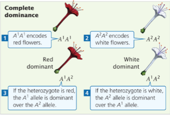 <p>Heterozygote has same phenotype as one of homozygotes</p>