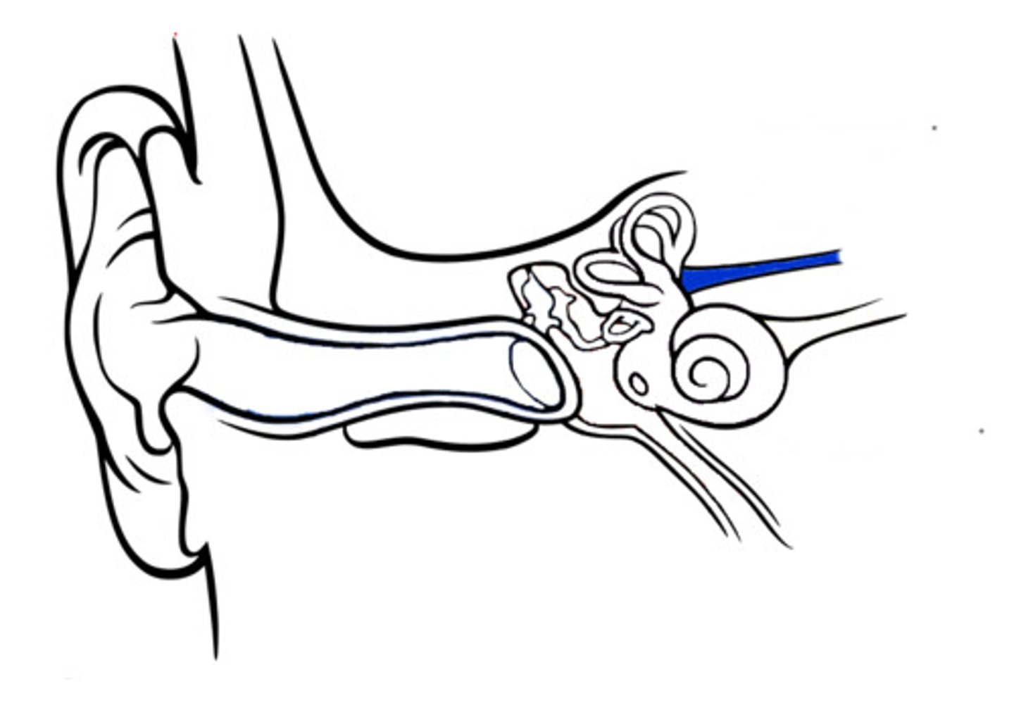 <p>This is how the brain gets electrical messages from the the inner ear to the brain</p>