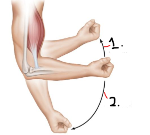 <p>name joint movement 1.</p>