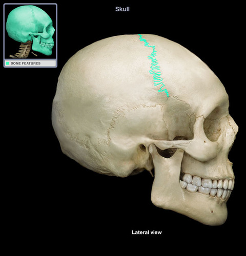 outlines frontal bone