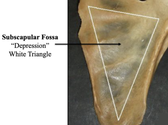 <p>Subscapular Fossa </p>