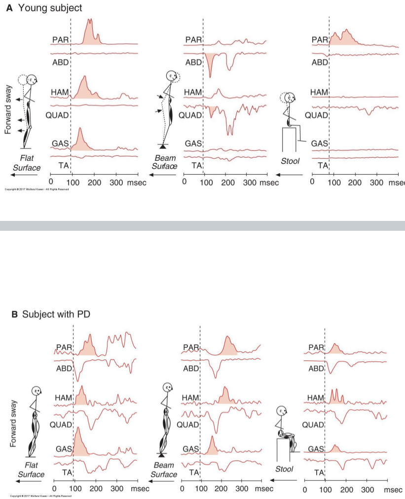 <p>similar recruitment pattern regardless of task being performed</p>