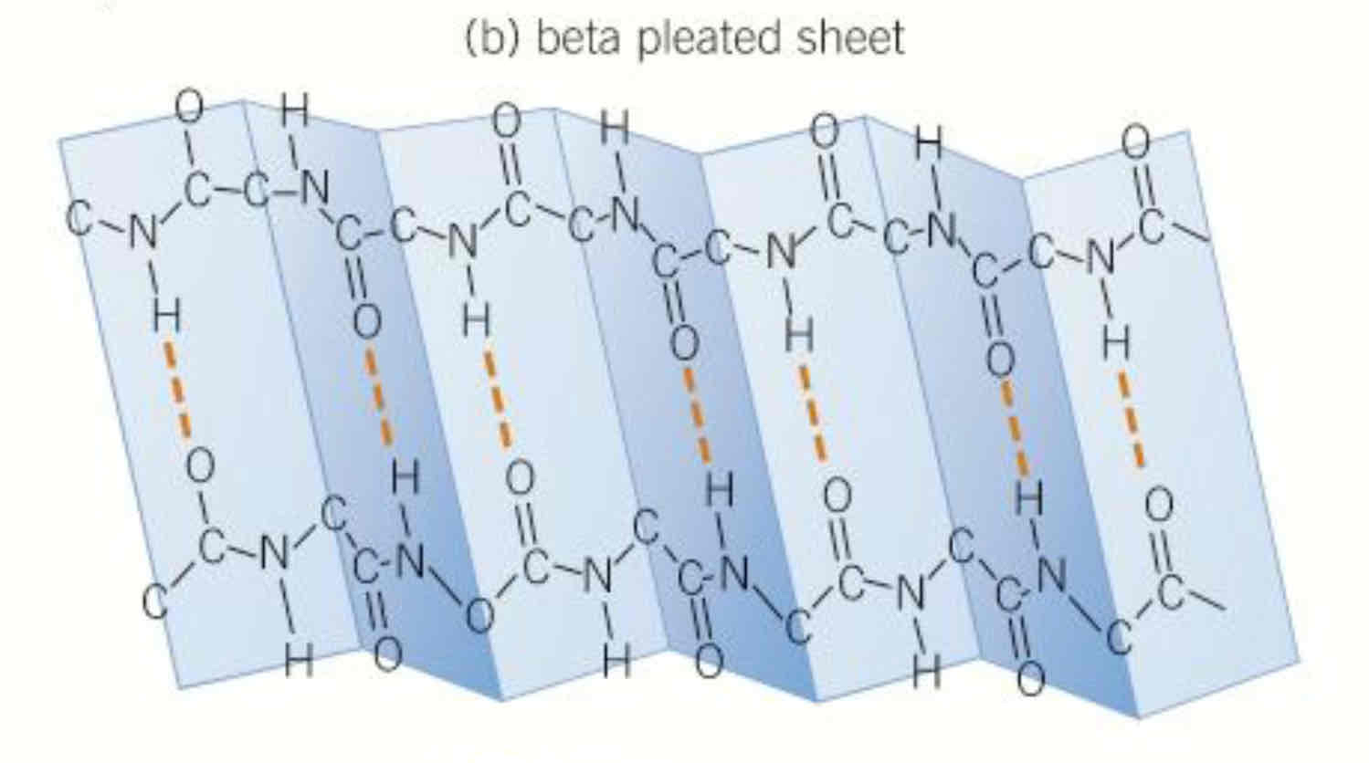 <p>polypeptide chains can also lie parallel to one another joined by h bonds, form sheet like structure, pattern formed by individual amino acids cause structure to appear pleated</p>