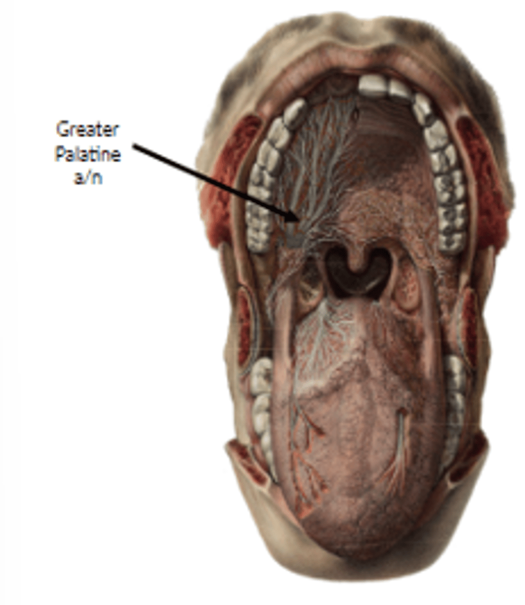 <p>greater palatine artery/nerve</p>