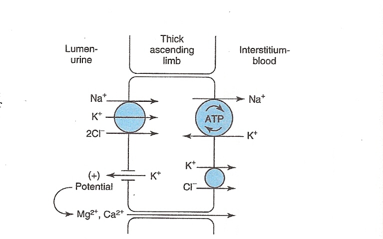 Na+ / Cl- are extracellular ions. in TAL these 2 are reabsorbed by the Na+/K+/2Cl- pump. but the K+ which get reabsorbed due to high intracellular concentration push out immediately. 

\
This cause the membrane negatively charge . cause the absorption of Ca+ & Mg2+ ion. 