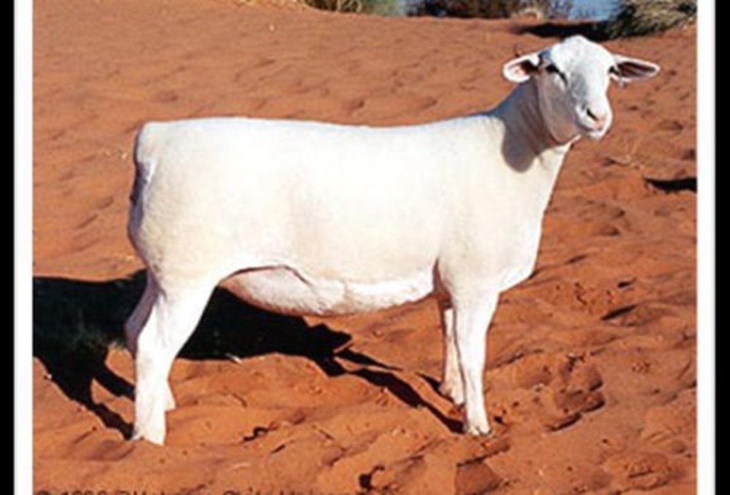 <p>Sheep that do not produce wool, such as Katahdin and Dorper.</p>