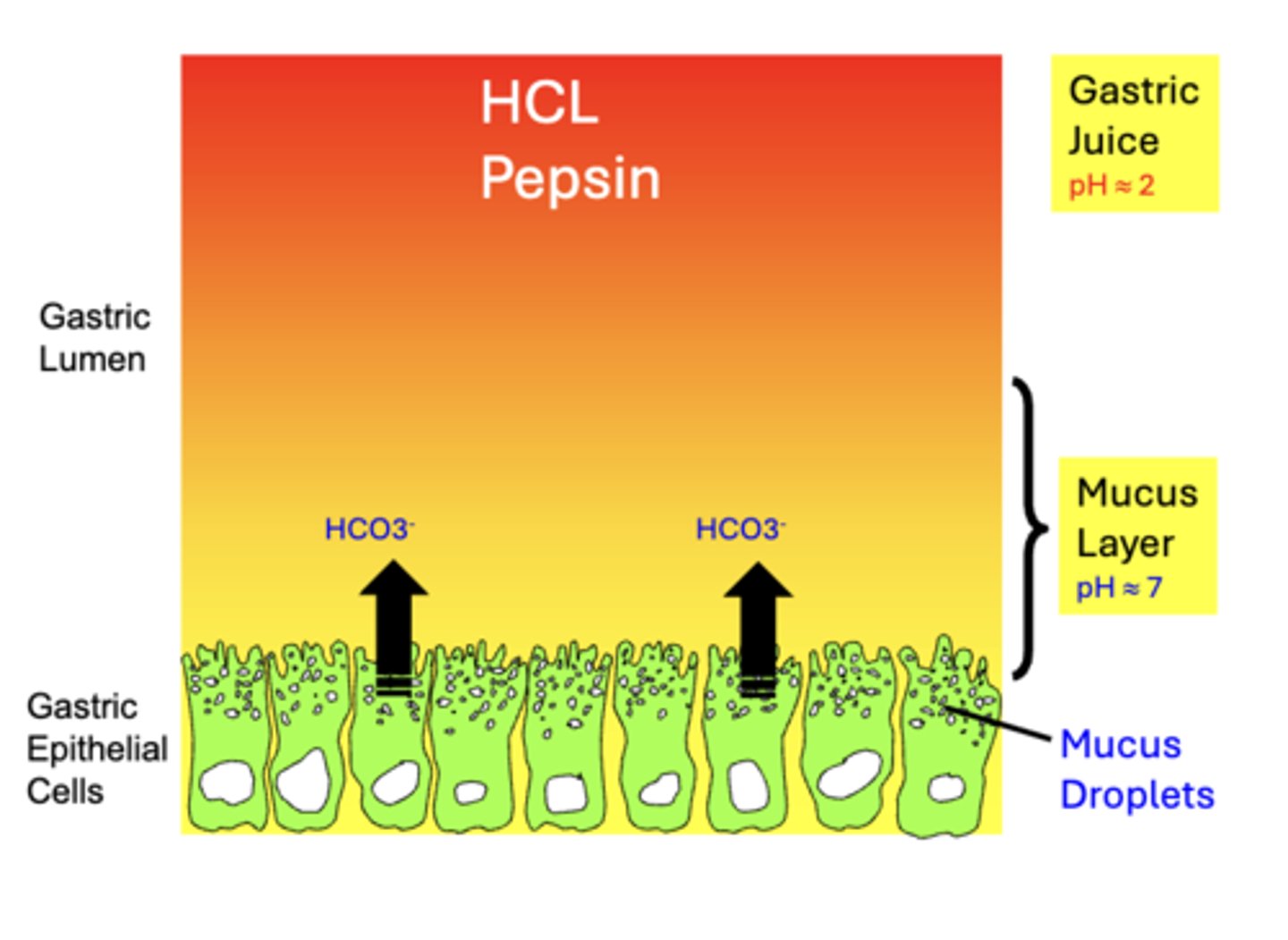 <p>alkaline mucus layer </p><p>- functions to prevent damage to the gastric mucosa by the highly acidic Gastric Juice and from autodigestion by Pepsin</p><p>composed of:</p><p>1. Mucus: </p><p>- thick viscous </p><p>- secreted by gastric glands in copious amounts </p><p>- produced by neck cells &amp; surface epithelial cells (Gastric Epithelial Cells)</p><p>- stored within cytoplasmic apical granules (Mucus Droplets) </p><p>- released by exocytosis to the lumen where it coats the surface of the stomach (Mucus Layer)</p><p>2. Bicarbonate: secreted and entrapped by the mucus coat</p><p>- makes the mucus layer alkaline (pH 7)</p>