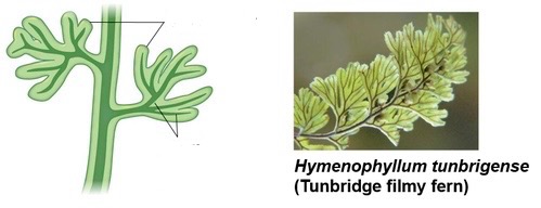 <p>Large leaf with unbranched vascular system</p>