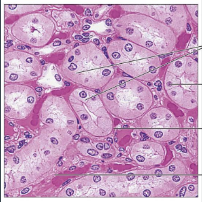 <p>(epithellial) single layer of cube shaped cells</p>