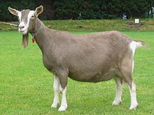 <ul><li><p>markings: two white stripes on the face from eye area to nose, around the outer edge of the ear, from foot to knee, from foot to hock and as a triangular patch on each side of the tail, covering the pin bone area</p></li></ul><p></p>