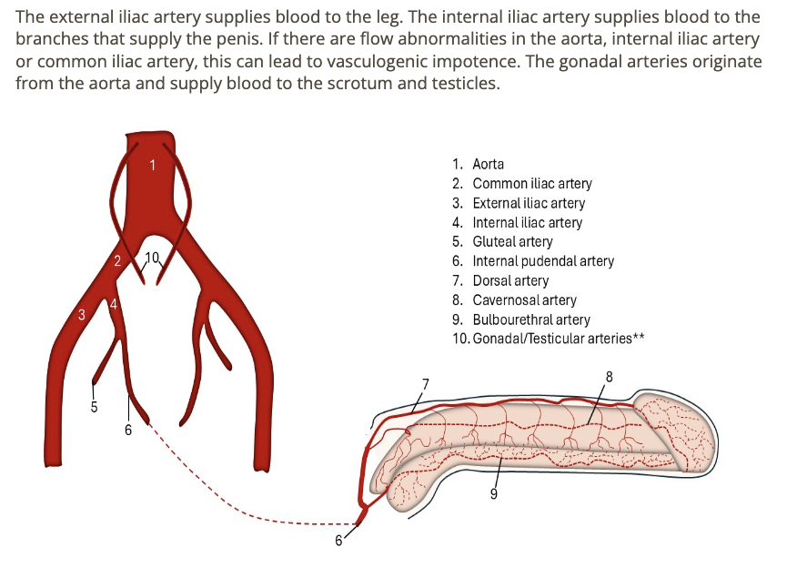 <p>a) common + internal iliac arteries </p>