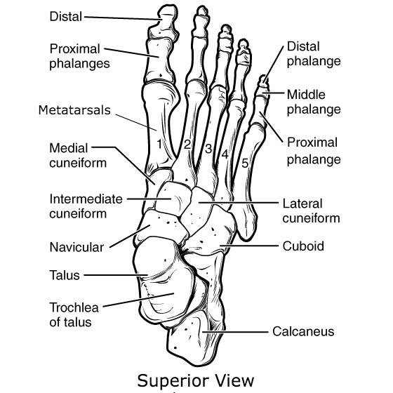 <p>Bony anatomy of the foot</p>