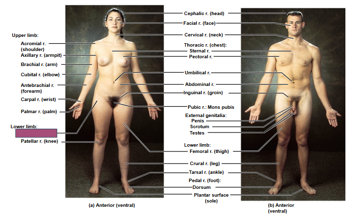 <p>Based on this anterior view, what is this region?</p>