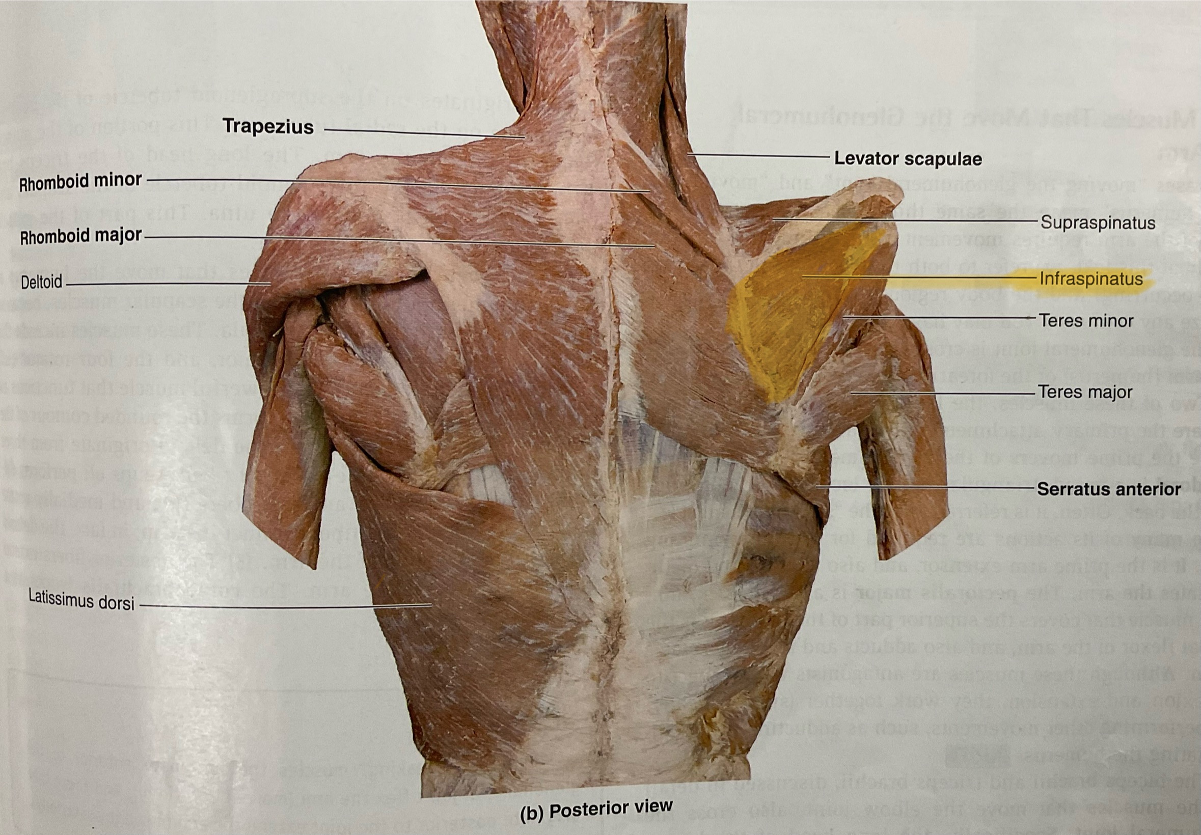 <p>Origin: Infraspiousfossa of scapula</p><p>Insertion: Middle part of greater tubercle of humerus</p><p>Action: Laterally rotates glenohumeral joint </p>