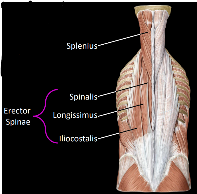 <p><strong><u>splenius:</u></strong></p><ul><li><p>only in head &amp; neck</p></li><li><p>bilateral contraction = extends head &amp; neck</p></li><li><p>unilateral contraction = laterally flexes head &amp; neck</p></li></ul><p><strong><u>erector spinae (3 muscles):</u></strong></p><ul><li><p><strong>spinalis</strong> - spinous process to spinous process</p></li><li><p><strong>longissimus</strong> - longest muscle in body</p></li><li><p><strong>iliocostalis</strong> - iliac crest to ribs</p></li></ul><p></p>