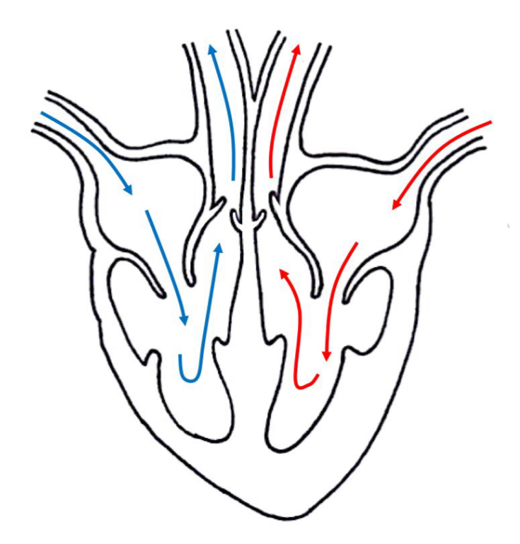 <p>Blue ~ Deoxygenated</p><p>Red ~ Oxygenated</p>
