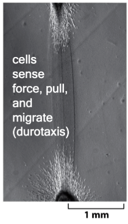 <p>in a collagen gel; mix of fibroblasts and cardiac myocytes. cells sense force, pull, and migrate (durotaxis)</p>