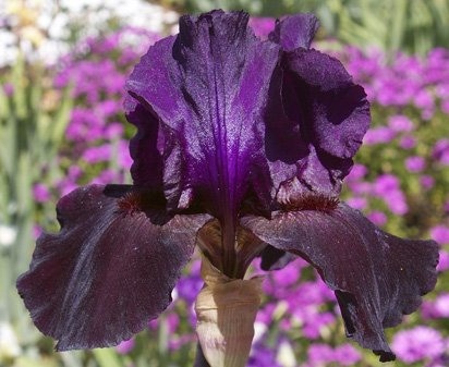 <p>Bearded Iris</p>