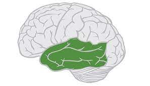 Name that part of the brain 