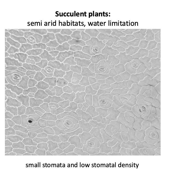 <ul><li><p>small stomata</p></li><li><p>low stomatal density</p></li></ul><p><em>because water is limiting factor→ need to limit its loss</em></p><p><em>(got sufficient amounts of CO2 (hopefully))</em></p><p></p>