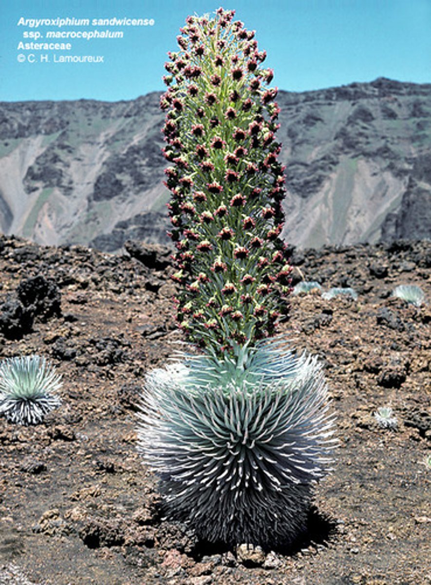 <p>Haleakala silversword; only found in the upper slope of the Haleakala Crater in Maui</p>