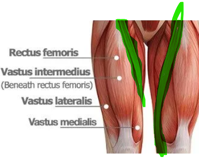 <p><em>m.satorius </em>(roheline)</p><p><em>m. quadriceps femoris (koosneb: rectus femoris, vastys lateralis, medialis intermedius)</em></p><p></p>