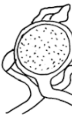<p>esporas sexuales&nbsp;</p>