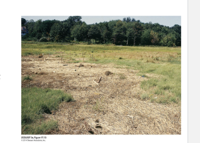<p><span>Figure 17.13 Wrack Creates Bare Patches in Salt Marshes</span></p>