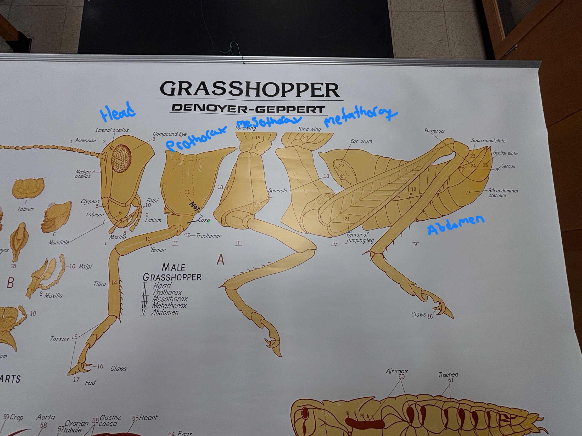 knowt flashcard image