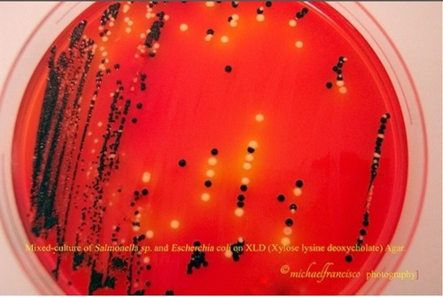 <p>Enterobacteriaceae.</p><p>X.L.D. Agar is selective for gram negative coliforms.</p><p>X.L.D. Agar is is differential for Shigella and Salmonella spp.</p>