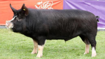 <p><span style="color: rgb(3, 3, 3);">Origin: England</span></p><p><span style="color: rgb(3, 3, 3);"><span>Color: Black with white on face, legs, and tail</span></span><span style="color: rgb(3, 3, 3);"><br></span><span style="color: rgb(3, 3, 3);"><span>Body: Upright Ears</span></span><span style="color: rgb(3, 3, 3);"><br></span><span style="color: rgb(3, 3, 3);"><span>Traits: Early-maturing with heavily marbled meat</span></span><span style="color: rgb(3, 3, 3);"><br></span><span style="color: rgb(3, 3, 3);"><span>Tamworth</span></span><span style="color: rgb(3, 3, 3);"><br></span><span style="color: rgb(3, 3, 3);"><span>Origin: Ireland</span></span><span style="color: rgb(3, 3, 3);"><br></span><span style="color: rgb(3, 3, 3);"><span>Color: Red</span></span><span style="color: rgb(3, 3, 3);"><br></span><span style="color: rgb(3, 3, 3);"><span>Body: Upright ears</span></span><span style="color: rgb(3, 3, 3);"><br></span><span style="color: rgb(3, 3, 3);"><span>Traits: Believed to most closely resemble the</span></span><span style="color: rgb(3, 3, 3);"><br></span><span style="color: rgb(3, 3, 3);"><span>original European forest swine breeds,</span></span><span style="color: rgb(3, 3, 3);"><br></span><span style="color: rgb(3, 3, 3);"><span>which makes them well-suited for</span></span><span style="color: rgb(3, 3, 3);"><br></span><span style="color: rgb(3, 3, 3);"><span>growing in the woods/outdoor life.</span></span></p><p></p>