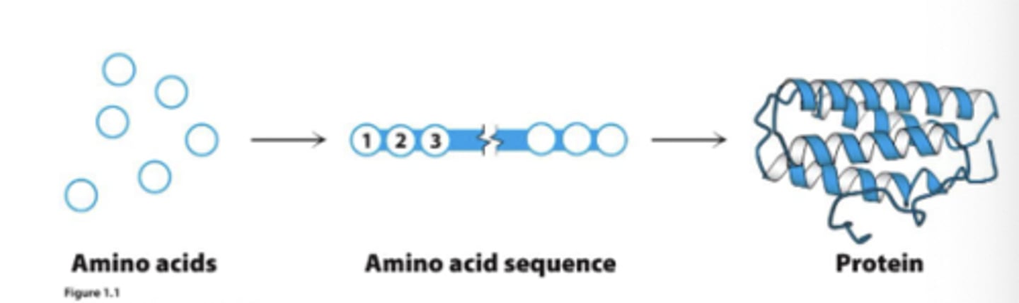 <p>are true polymers comprised of amino acids (_______ monomers)</p>