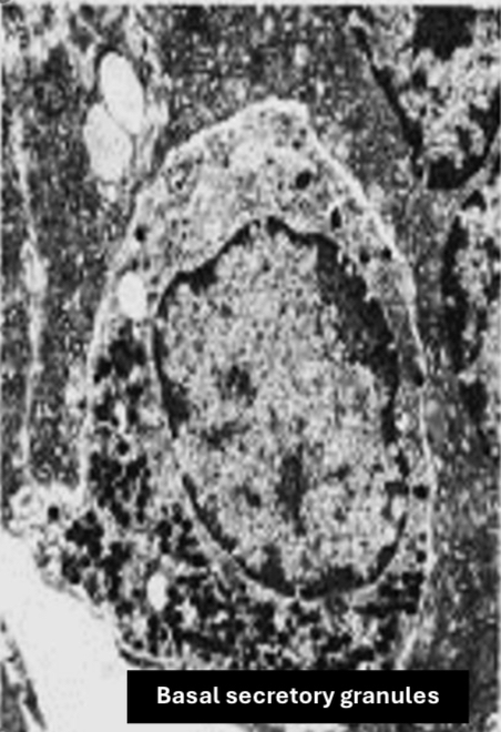 <p>Identification</p>