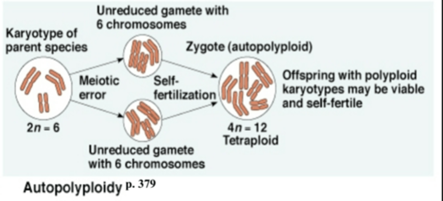 <p>same species</p><p>-duplication of chromosomes number reproductively isolates offspring from parent population</p><p>-common in plants</p><p>-facilitated by ability to self fertilize</p>