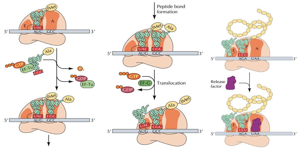 <ol><li><p>Start with first amino acid, binding site, found in bacteria,</p><p>first amino acid comes to the P site</p><p>Everything else comes to the A</p></li><li><p>Peptide bond forms through dehydration reaction</p></li><li><p>Entire ribosome subunit shifts which pushed amino acid</p></li><li><p>First amino acid pops off and are then in the ch<mark data-color="yellow" style="background-color: yellow; color: inherit">ain?</mark></p><p>To create long polypeptide chain</p></li><li><p>Continues until release factor binds to<mark data-color="yellow" style="background-color: yellow; color: inherit"> ?</mark></p></li></ol><p></p>