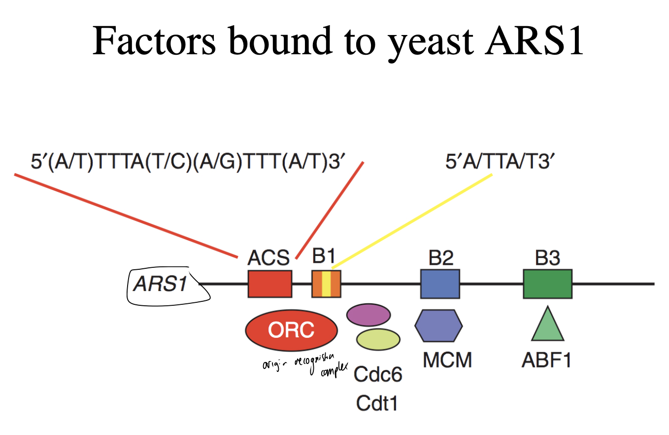 <ol><li><p>recognises origin</p></li><li><p>binds with A box in presenece of ATP</p></li><li><p>cdc6, cdt1, MCM complex associate with ORC in a stepwise manner</p><ul><li><p>occupying additional positions e.g B elements</p></li></ul></li></ol><p><strong>overall: forms the pre-replicative complex&nbsp;</strong></p>