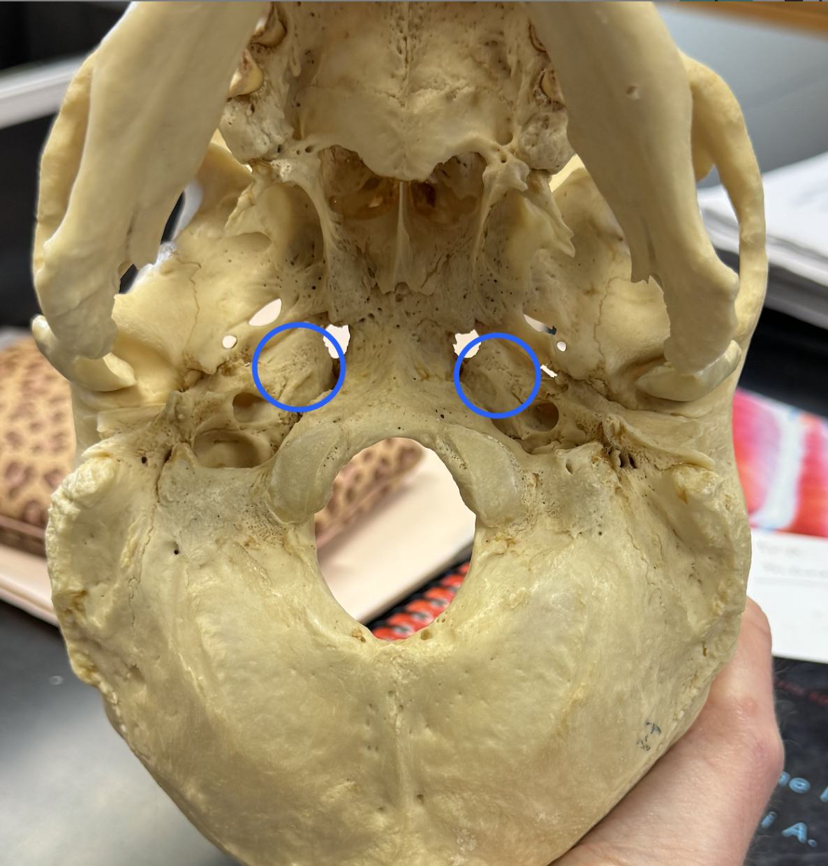 <p>what is this? </p>