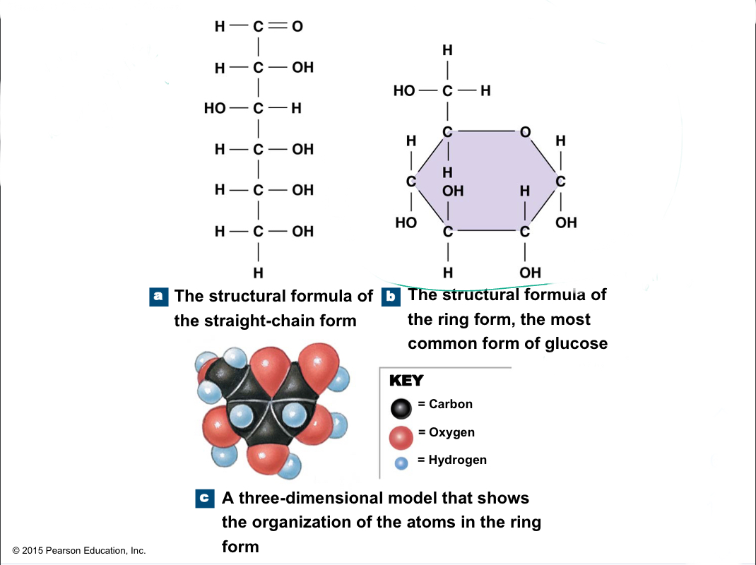 Simple sugars with 3 to 7 carbon atoms; ex: glucose, fructose, galactose